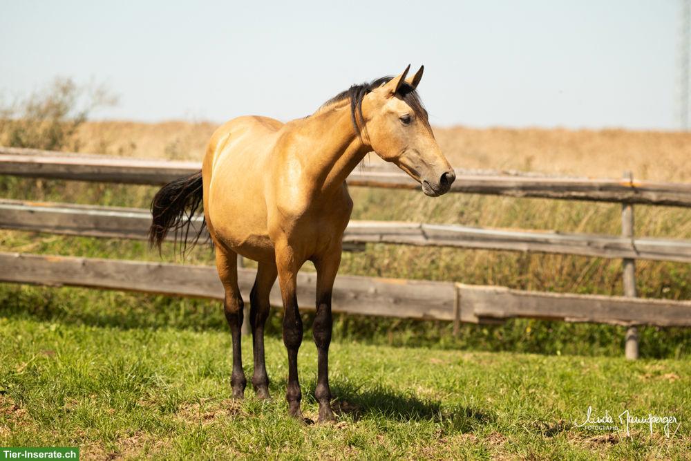 PRE Falbe Wallach, 2-jährig, gross, gute Nerven