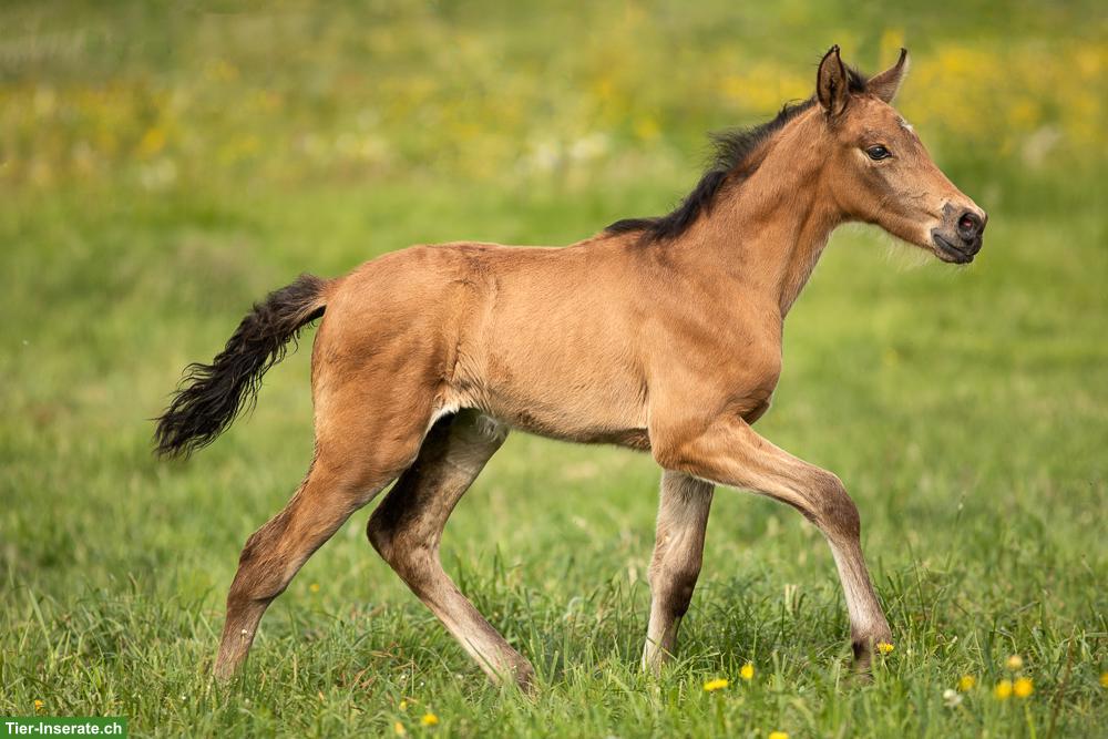 Bild 10: PRE Falbe Wallach, 2-jährig, gross, gute Nerven