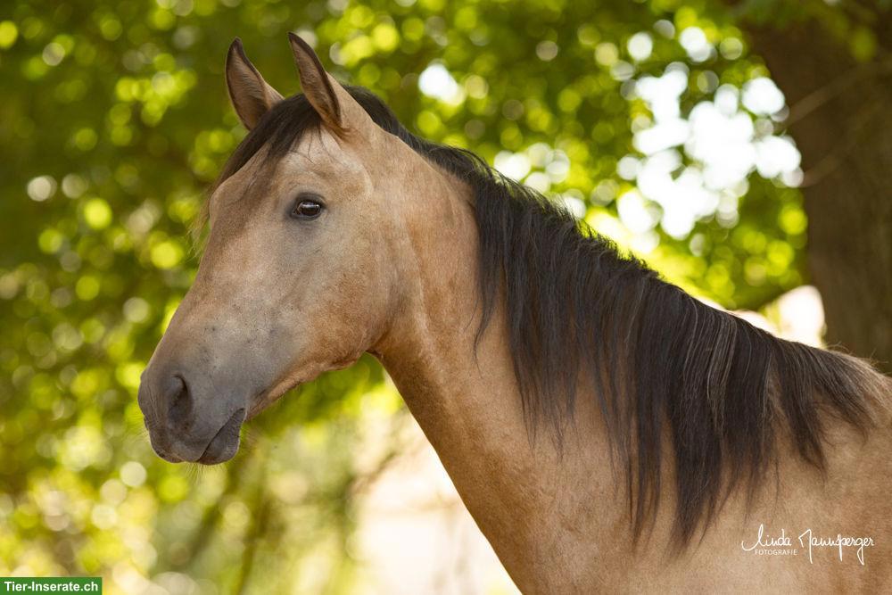 Bild 2: PRE Falbe Wallach, 2-jährig, gross, gute Nerven