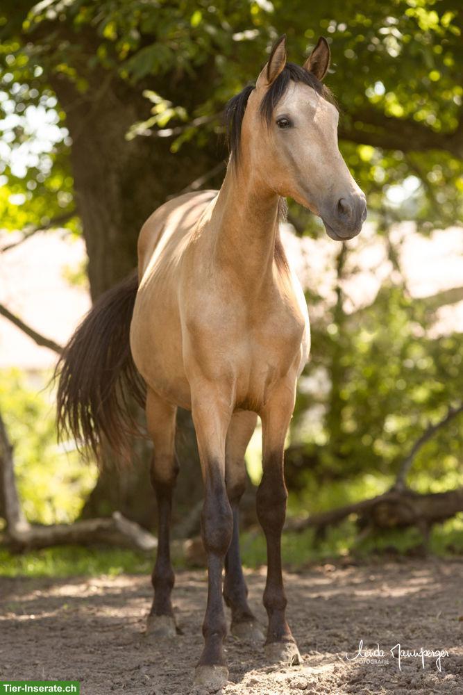 Bild 4: PRE Falbe Wallach, 2-jährig, gross, gute Nerven