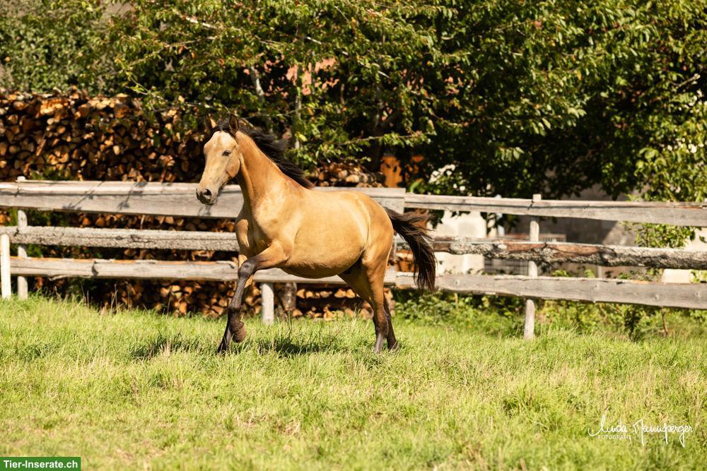 Bild 5: PRE Falbe Wallach, 2-jährig, gross, gute Nerven