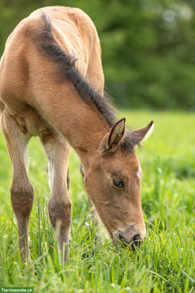 Bild 7: PRE Falbe Wallach, 2-jährig, gross, gute Nerven