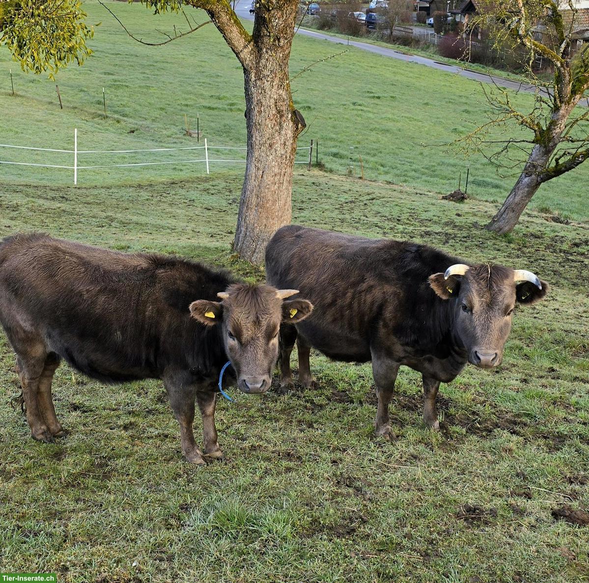 Dahomey Kuh mit Kalb zu verkaufen