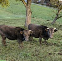 Dahomey Kuh mit Kalb zu verkaufen