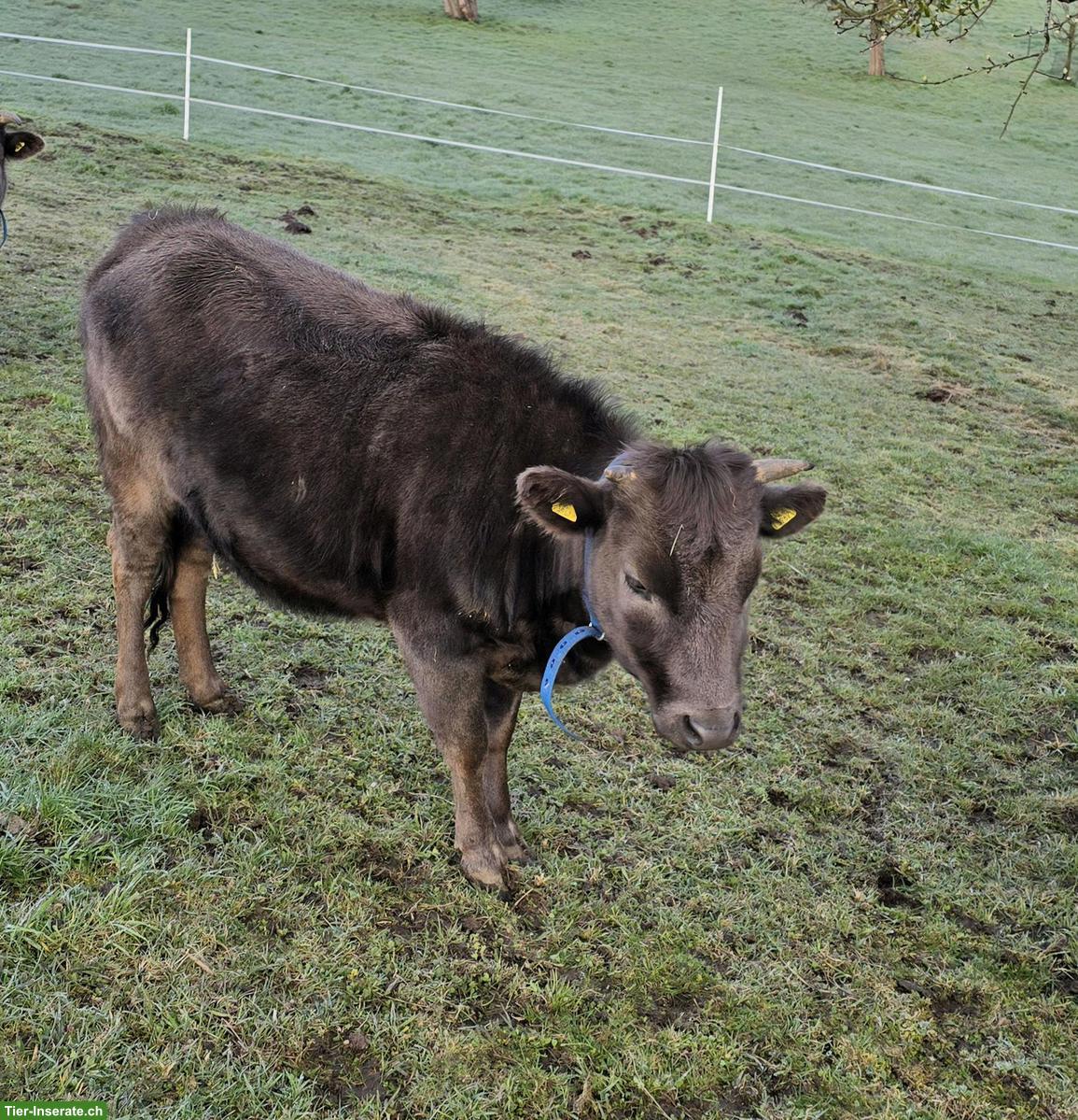 Bild 3: Dahomey Kuh mit Kalb zu verkaufen