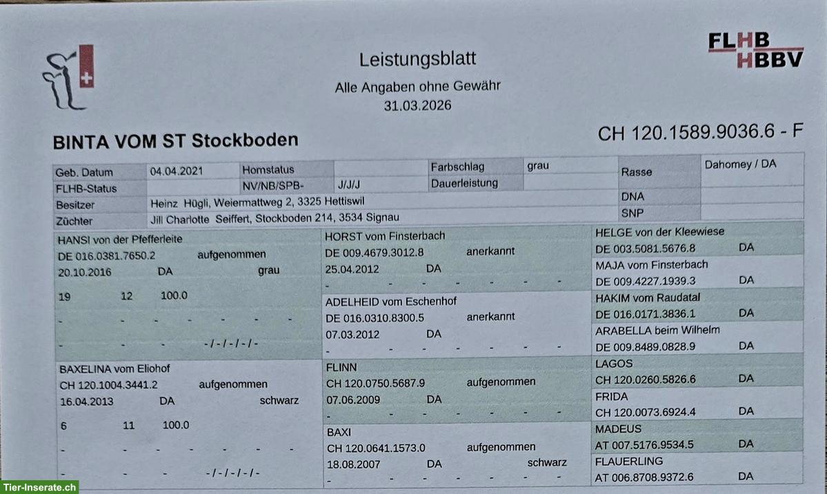 Bild 4: Dahomey Kuh mit Kalb zu verkaufen