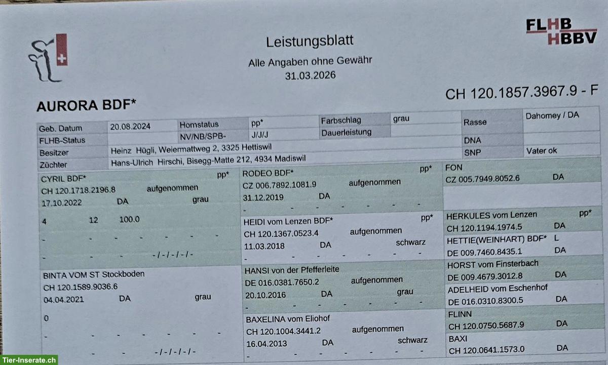 Bild 5: Dahomey Kuh mit Kalb zu verkaufen