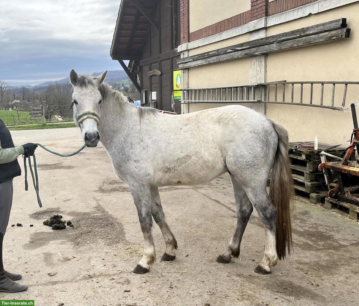 Connemara Wallach zu verkaufen