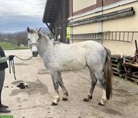 Connemara Wallach zu verkaufen