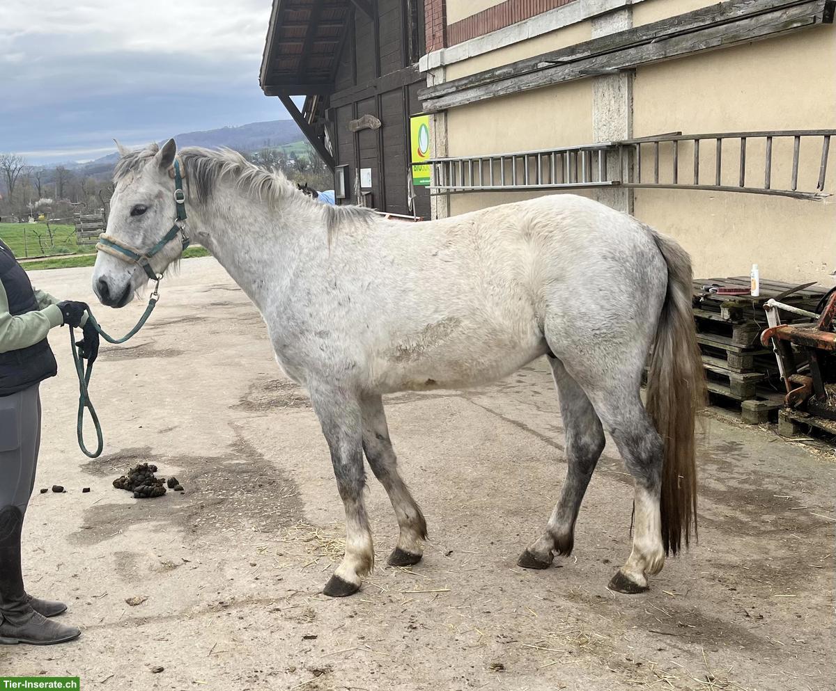 Bild 2: Connemara Wallach zu verkaufen