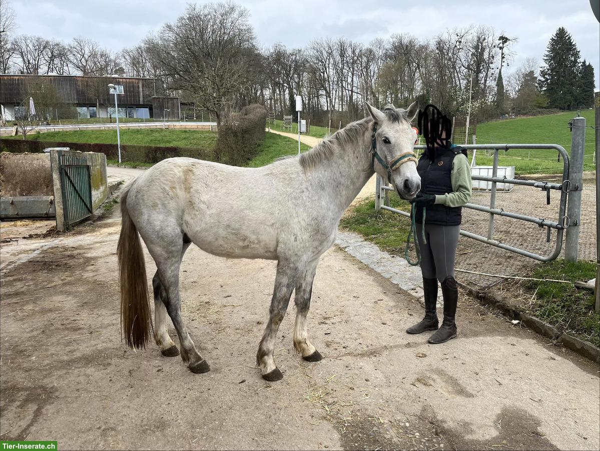 Bild 3: Connemara Wallach zu verkaufen