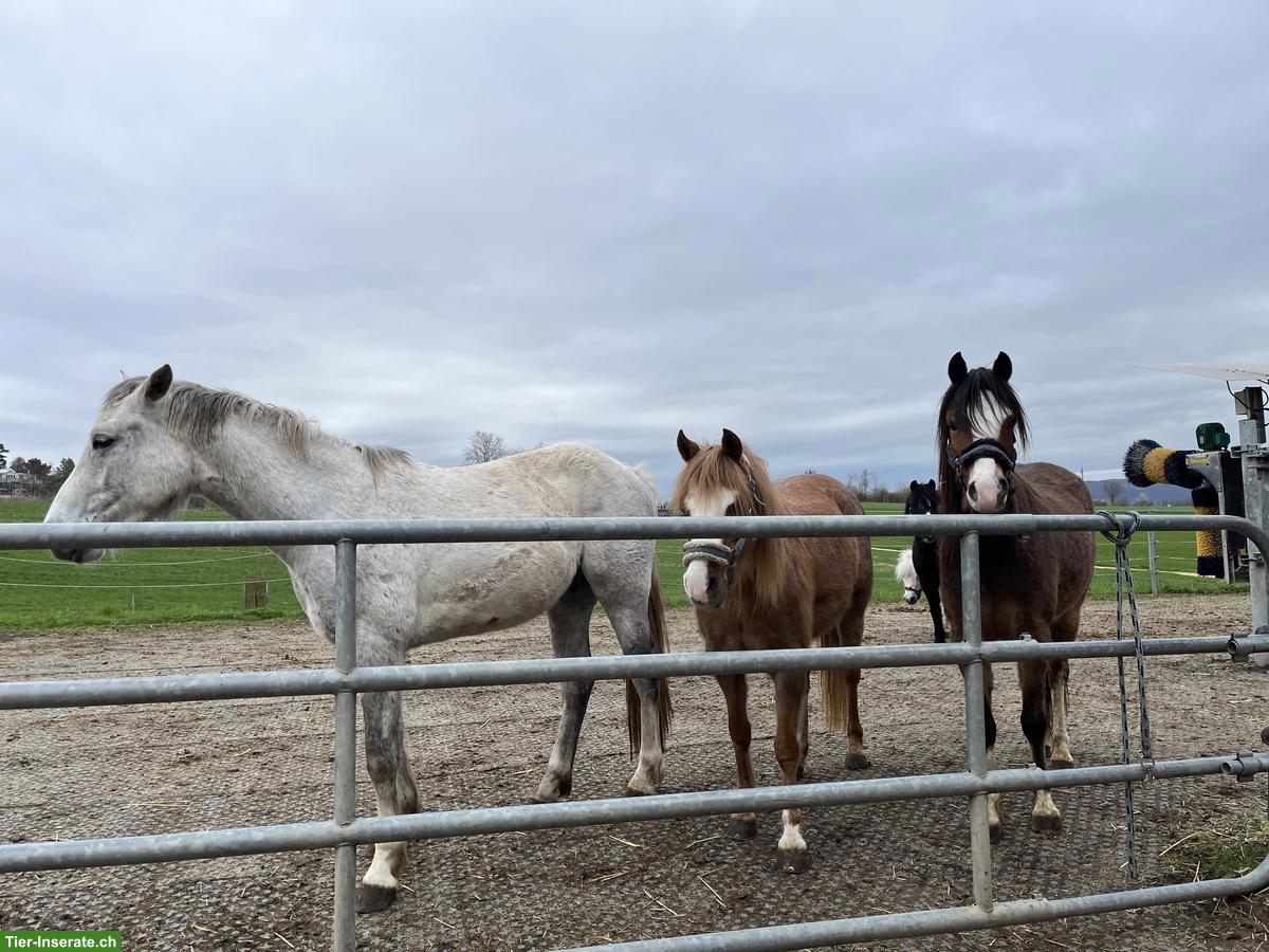 Bild 4: Connemara Wallach zu verkaufen