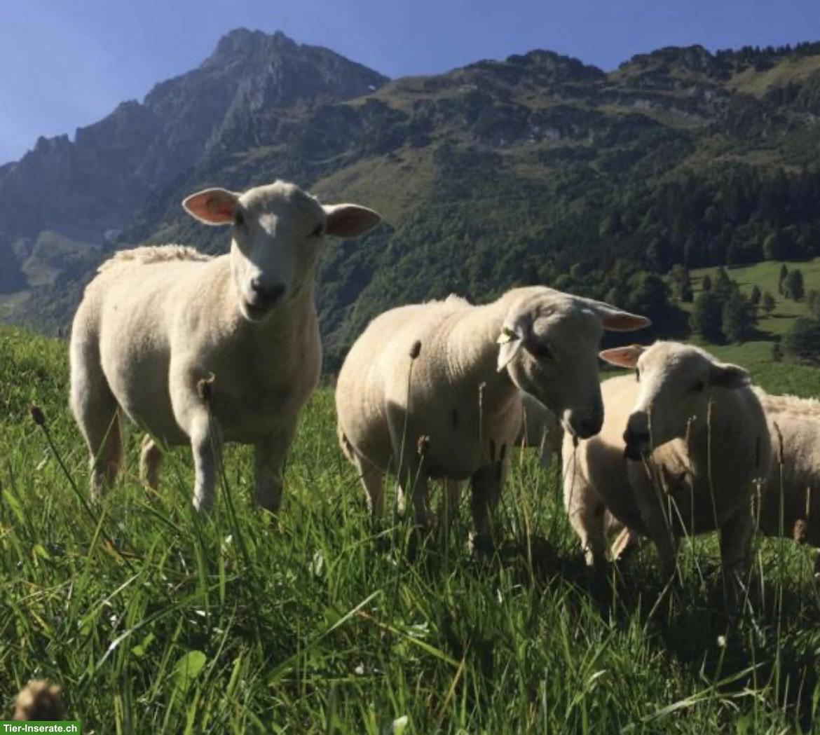 Nolana Schafe, Bio-Knospe