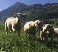 Nolana Schafe, Bio-Knospe