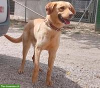 Goldi Mischlingsrüde Ranses sucht ein Zuhause