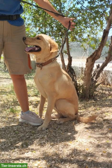 Bild 2: Goldi Mischlingsrüde Ranses sucht ein Zuhause