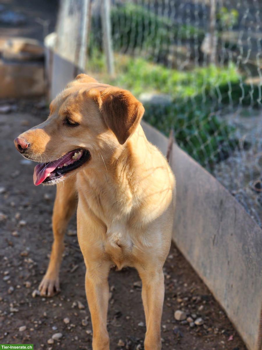 Bild 3: Goldi Mischlingsrüde Ranses sucht ein Zuhause