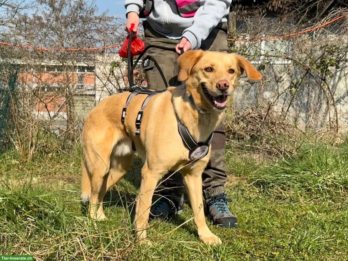Bild 4: Goldi Mischlingsrüde Ranses sucht ein Zuhause