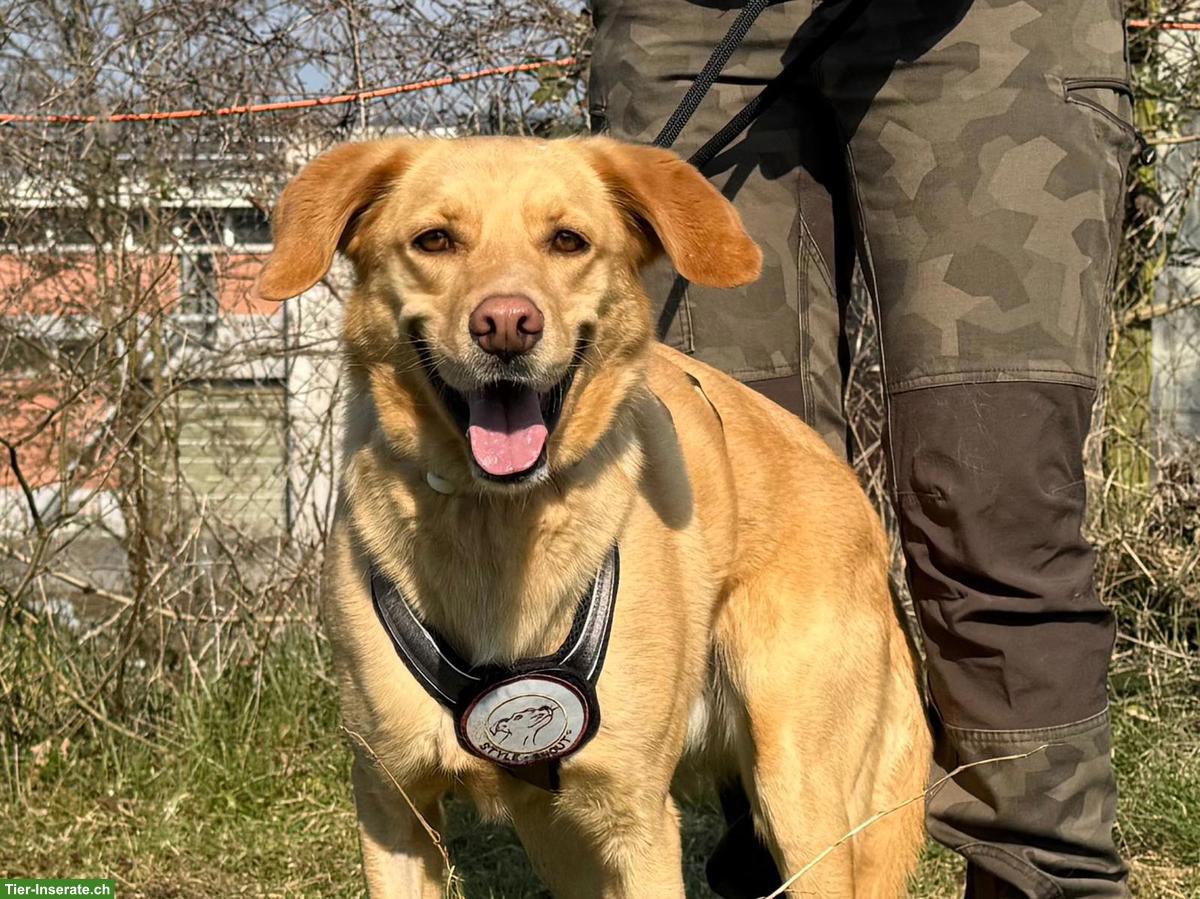 Bild 6: Goldi Mischlingsrüde Ranses sucht ein Zuhause