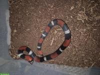 Westliche Hakennasennattern zu verkaufen