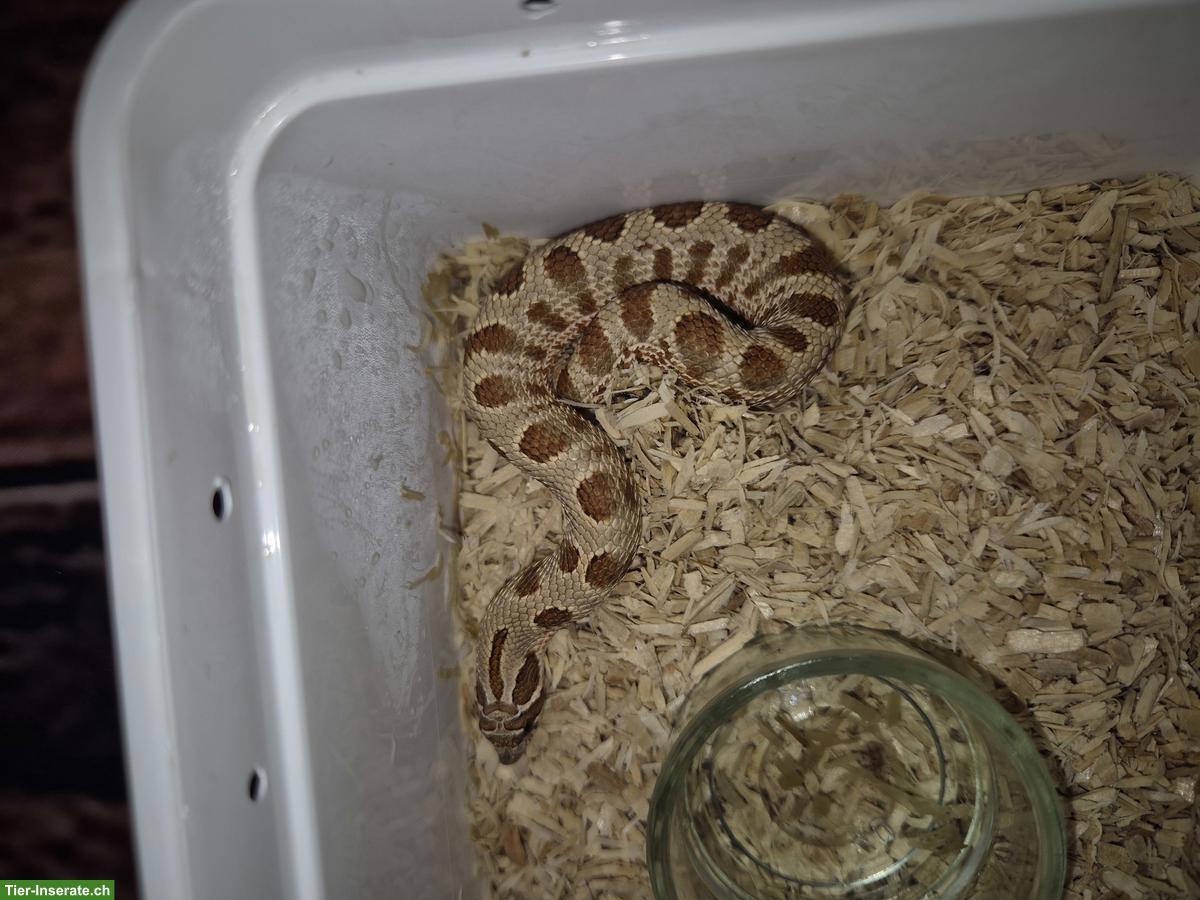 Bild 2: Westliche Hakennasennattern zu verkaufen