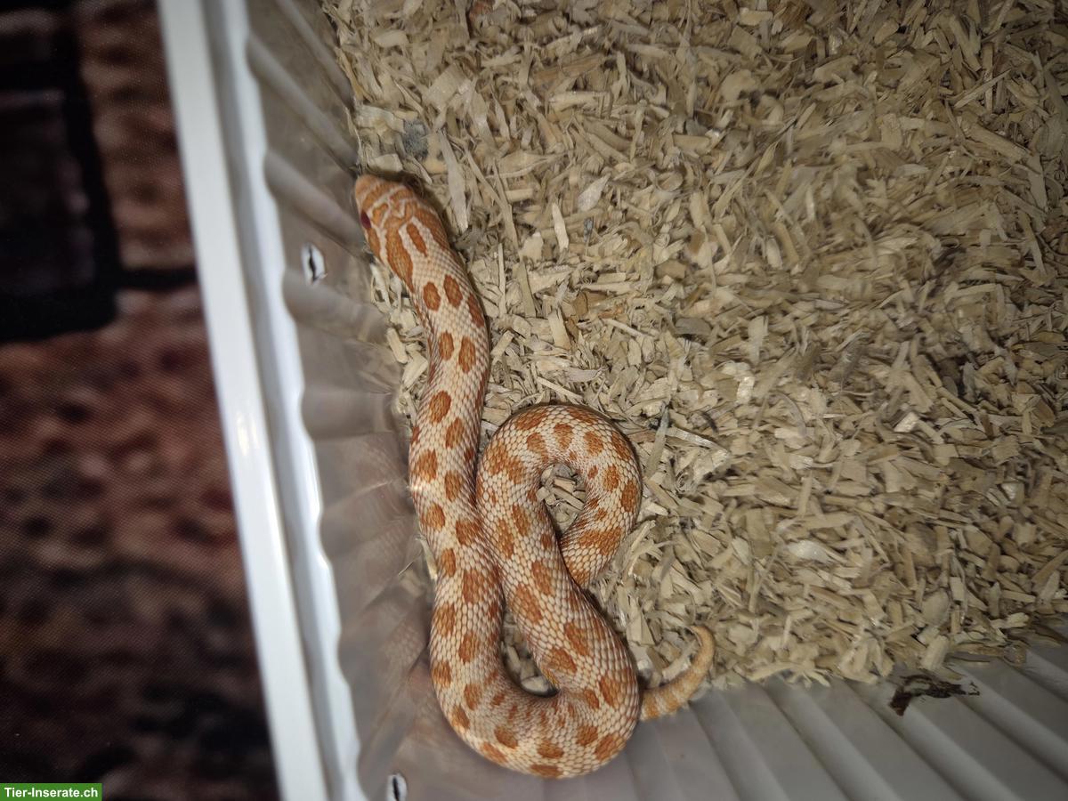 Bild 3: Westliche Hakennasennattern zu verkaufen