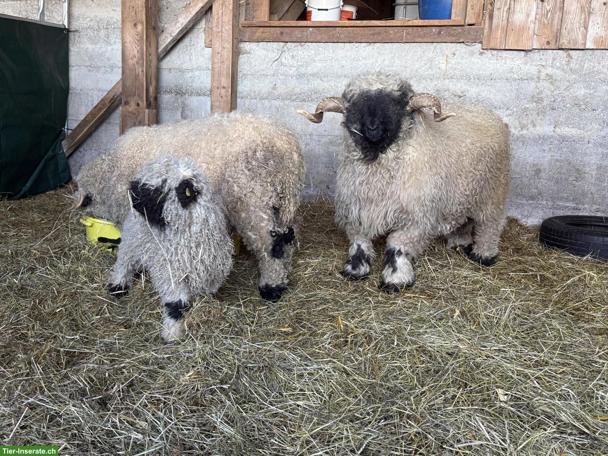 Walliser Schwarznasenschaf-Widder, 4-jährig, kinderfreundlich