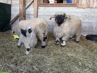 Walliser Schwarznasenschaf-Widder, 4-jährig, kinderfreundlich