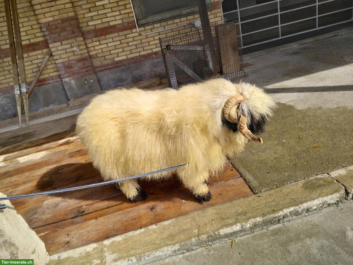 Bild 3: Walliser Schwarznasenschaf-Widder, 4-jährig, kinderfreundlich