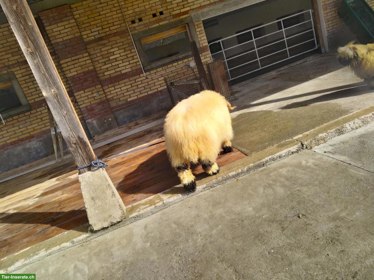 Bild 4: Walliser Schwarznasenschaf-Widder, 4-jährig, kinderfreundlich