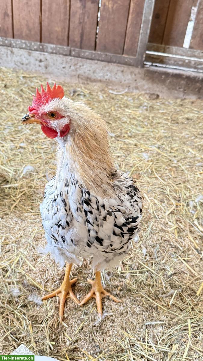 Junge Lohmann Hennen mit Hahn, sehr zahm