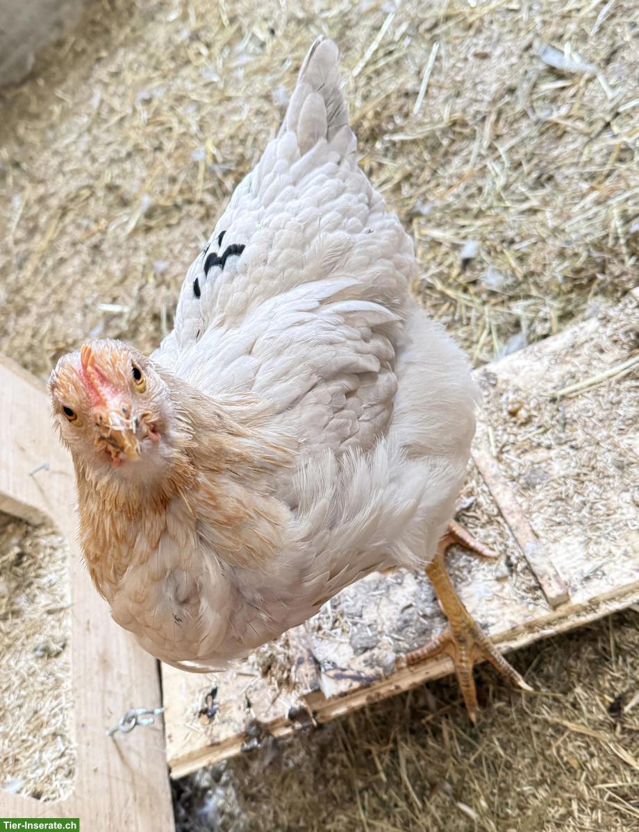 Bild 2: Junge Lohmann Hennen mit Hahn, sehr zahm