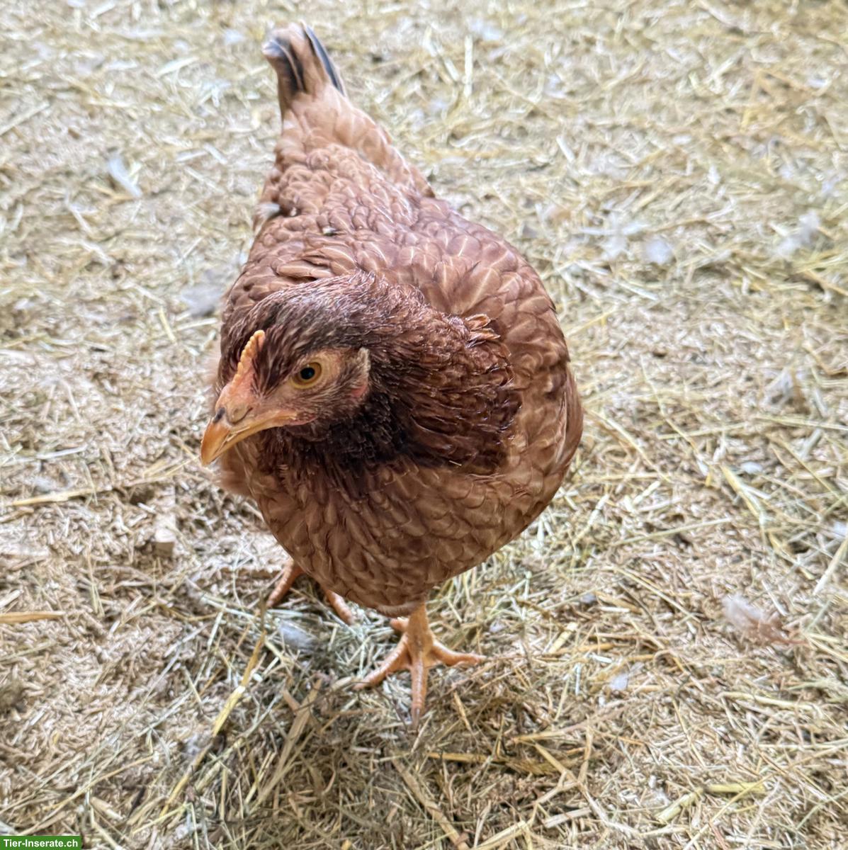 Bild 3: Junge Lohmann Hennen mit Hahn, sehr zahm