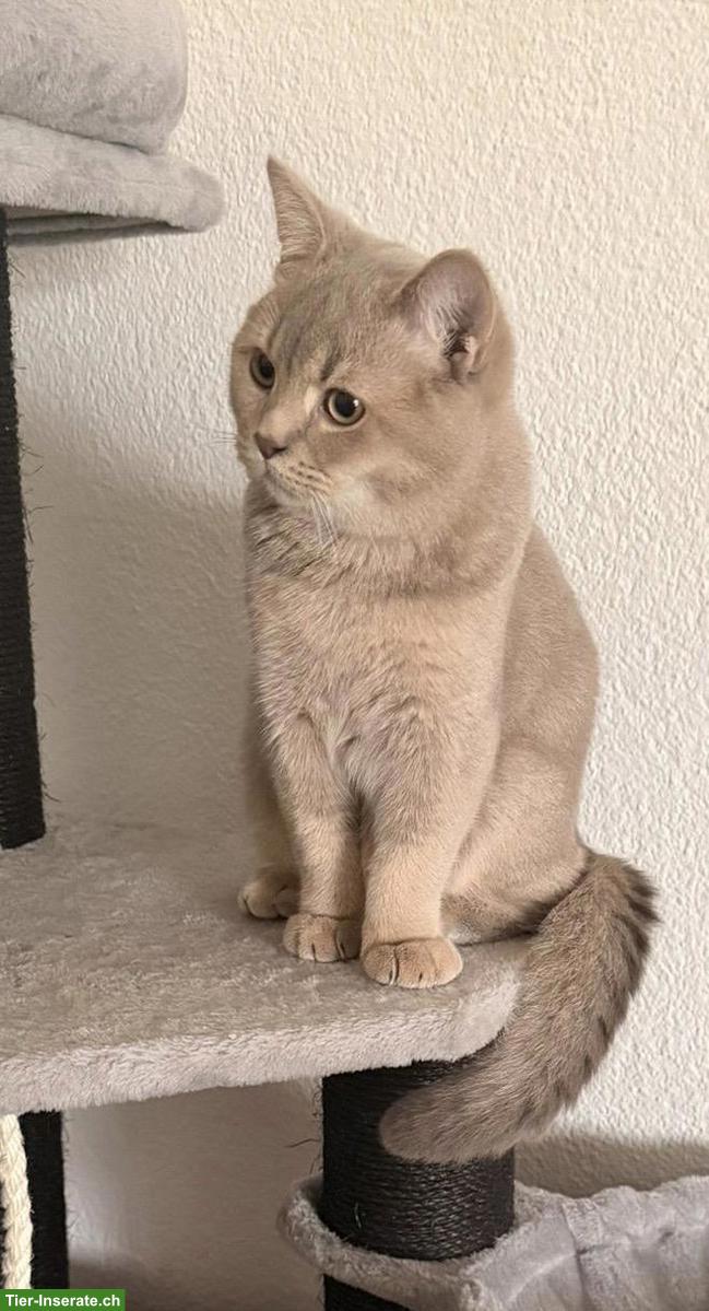 Deckkater Britisch Kurzhaar, Lilac