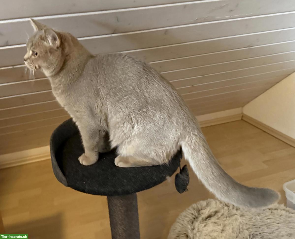 Bild 2: Deckkater Britisch Kurzhaar, Lilac