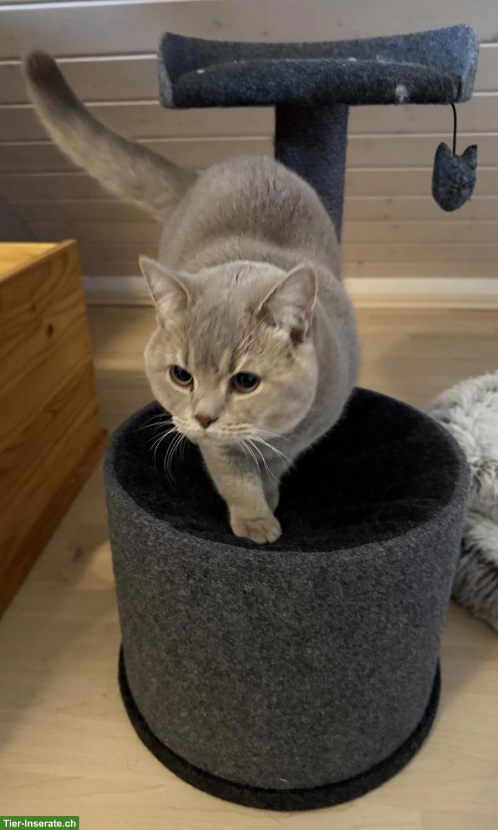 Bild 3: Deckkater Britisch Kurzhaar, Lilac