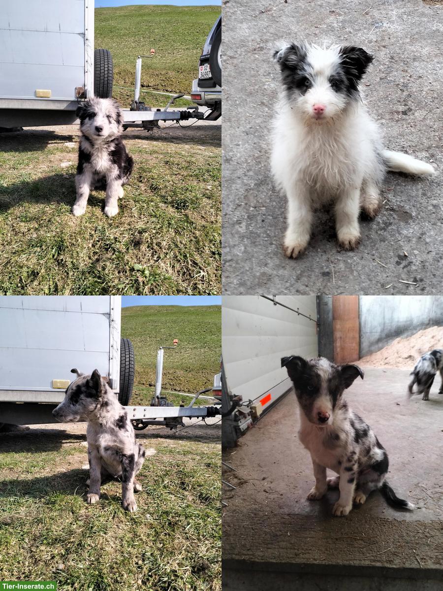 Bergamasker Hundewelpen zu verkaufen