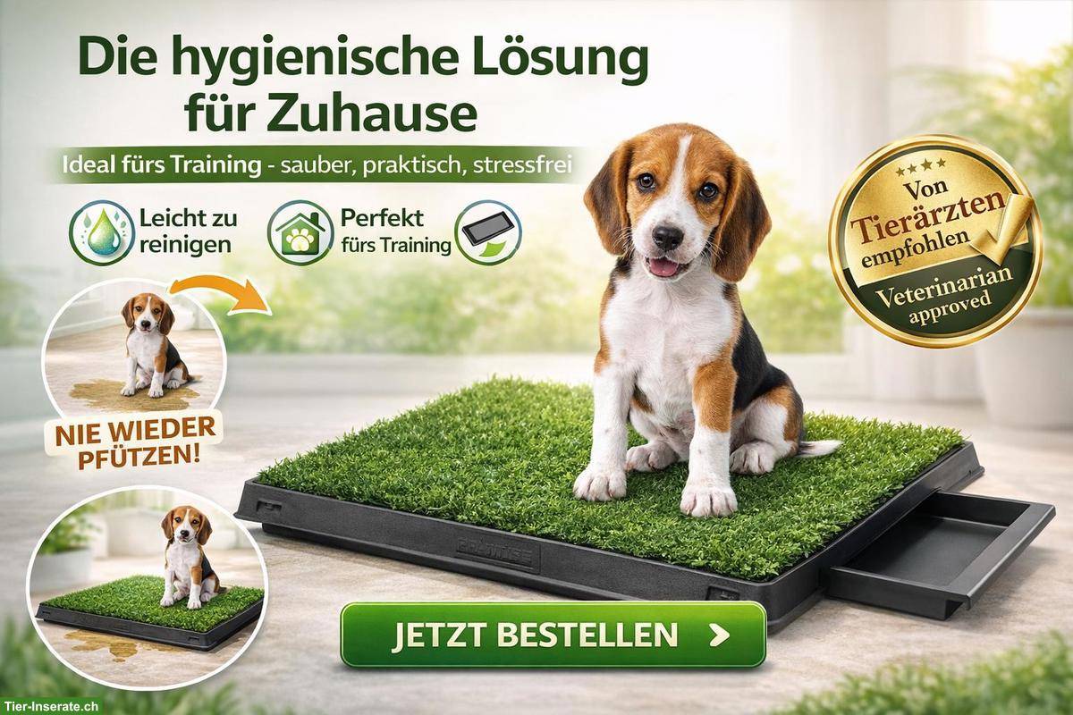 Hundeklo klappbar Kunstrasen für Welpen & Hunde-Senioren