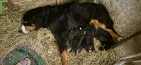 Berner Sennenhund Welpen zu verkaufen