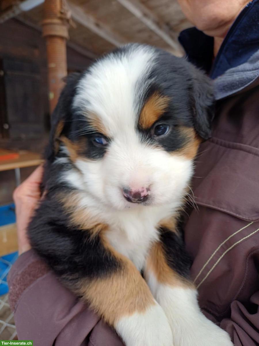 Reinrassige Berner Sennenhund Welpen zu verkaufen