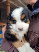 Reinrassige Berner Sennenhund Welpen zu verkaufen