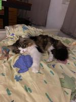 Perser-Mix Katze zu verkaufen