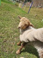 Schoppenlamm gesucht als Freund/in von Zwickelböckli Tobi