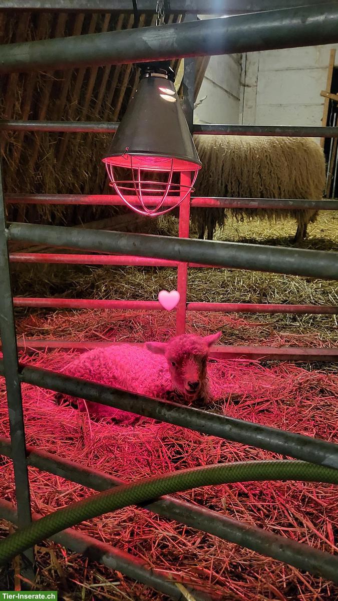 Bild 2: Schoppenlamm gesucht als Freund/in von Zwickelböckli Tobi