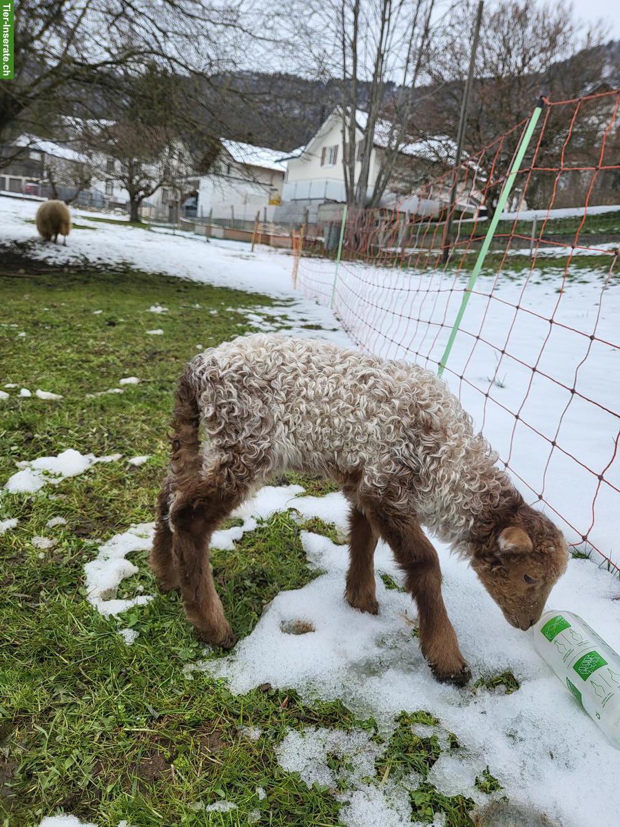 Bild 3: Schoppenlamm gesucht als Freund/in von Zwickelböckli Tobi