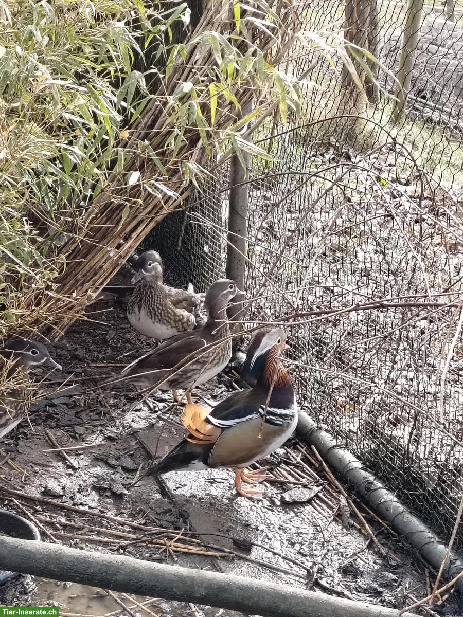 Baikal/Mandarin Enten zu verkaufen