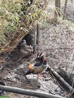 Baikal/Mandarin Enten zu verkaufen