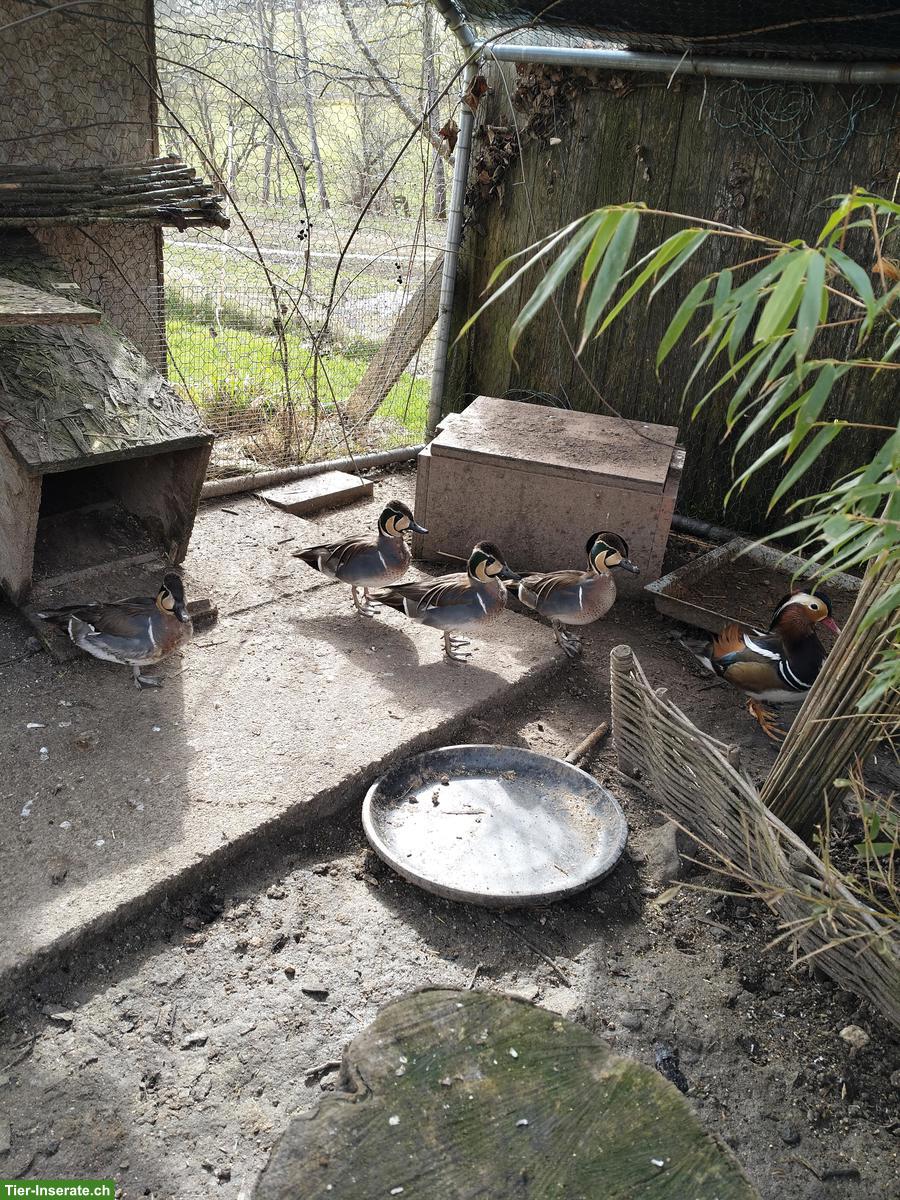 Bild 2: Baikal/Mandarin Enten zu verkaufen