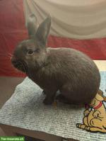 Havanna Kaninchen zu verkaufen