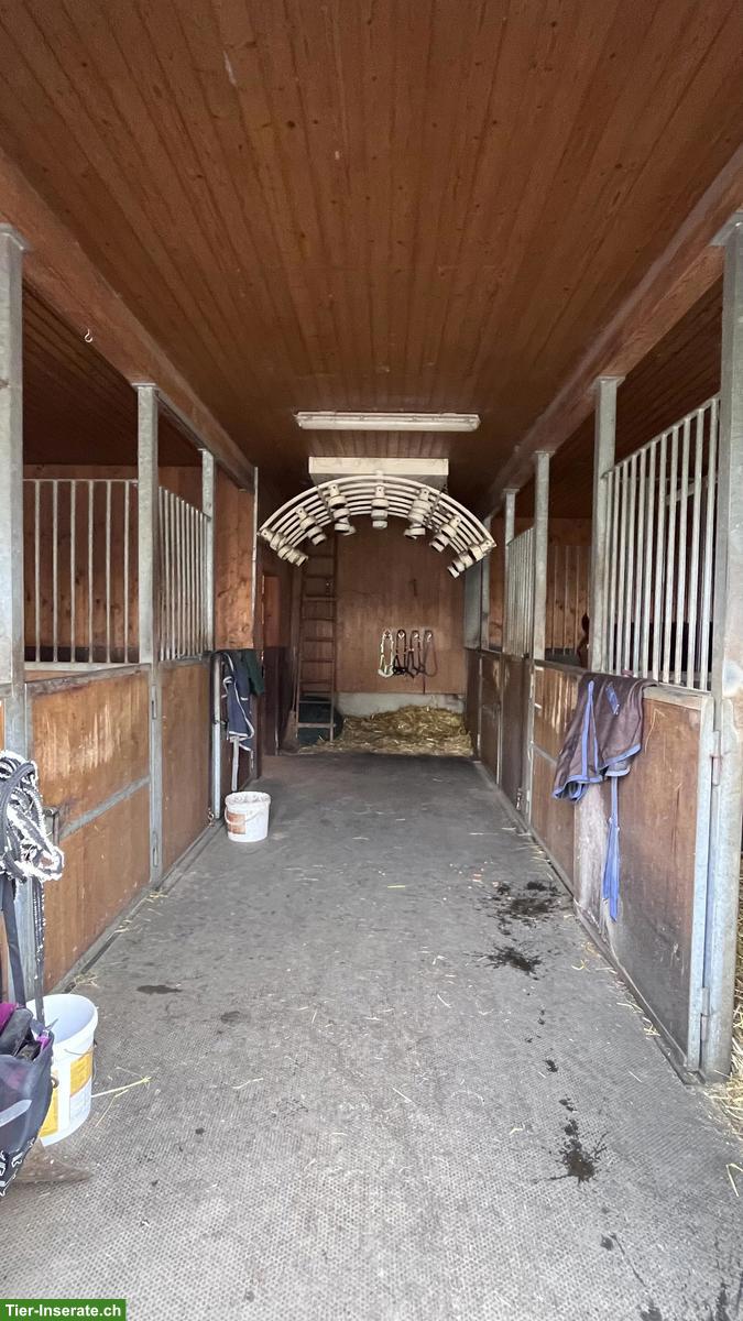 Pferdeboxen zu vermieten in Marthalen ZH